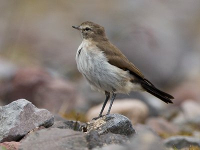 paramo ground-tyrant  dormilona gris  Muscisaxicola alpina