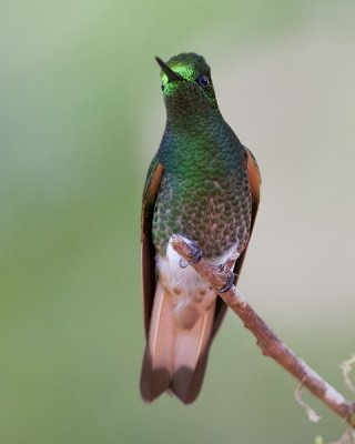 buff-tailed coronet  colibrí colihabano  Boissonneaua flavescens