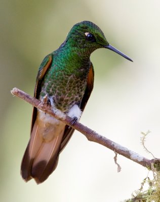 buff-tailed coronet  colibrí colihabano  Boissonneaua flavescens