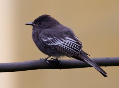 black phoebe  mosquero negro (Esp)  Sayornis nigricans