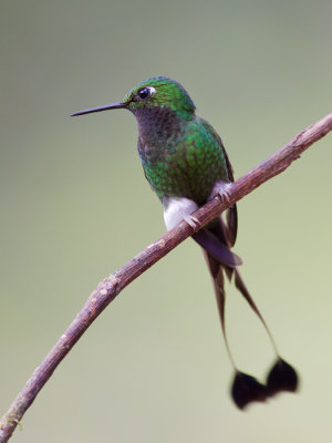 booted racket-tail  colibrí de raquetas  Ocreatus underwoodii