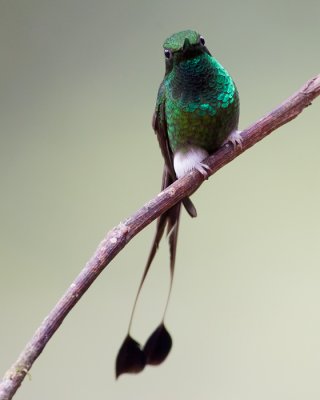 booted racket-tail  colibrí de raquetas (Esp)  Ocreatus underwoodii