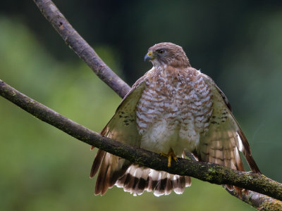 broad-winged hawk  busardo aliancho  Buteo platypterus