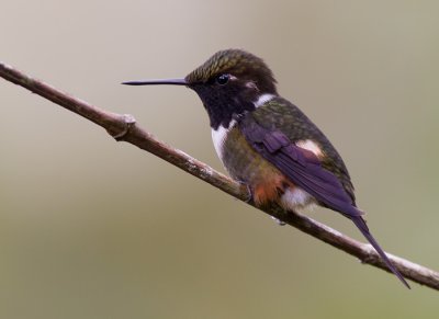 purple-throated woodstar  colibrí de mitchell  Calliphlox mitchellii