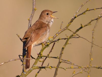 common nightingale  nachtegaal  Luscinia megarhynchos