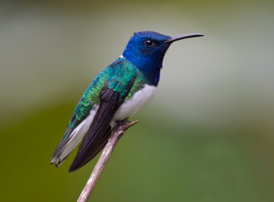 white-necked jacobin  colibrí nuquiblanco (Esp)  Florisuga mellivora