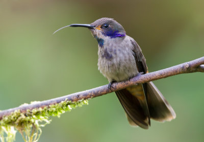 brown violetear  colibrí pardo (Esp)  Colibri delphinae