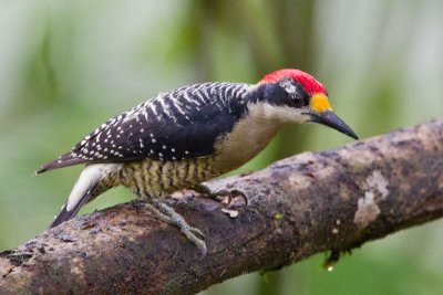 black-cheeked woodpecker  carpintero centroamericano (Esp)  Melanerpes pucherani