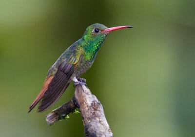 rufous-tailed hummingbird  Amazilia tzacati