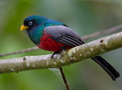 choco trogon   trogn coliazul (Esp)  Trogon comptus