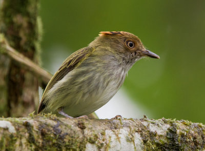 scale-crested pygmy-tyrant  cimerillo andino (Esp)  Lophotriccus pileatus