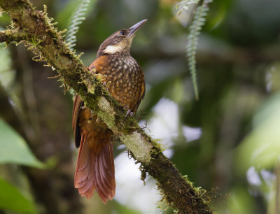pacific tuftedcheek  cot pacfico (Esp)  Pseudocolaptes johnsoni