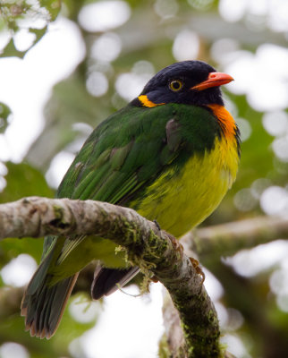 orange-breasted fruiteater (m.)  frutero pechinaranja (Esp)  Pipreola jucunda