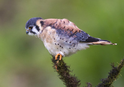 american kestrel  cernícalo americano (Esp)  Falco sparverius