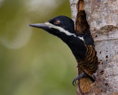 powerful woodpecker  picamaderos poderoso (Esp)  Campephilus pollens