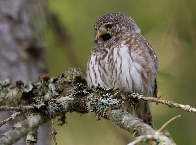 pygmy owl <br> spurveugle (N) <br> Glaucidium passerinum