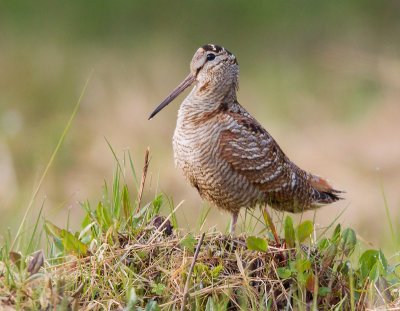  eurasian woodcock  houtsnip (NL) rugde (N)  Scolopax rusticola