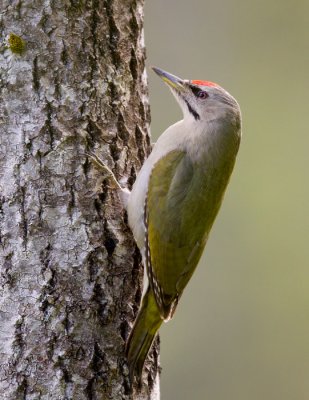 grey-faced woodpecker (m.)  grijskopspecht (NL) gråspett (N)  Picus canus