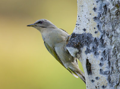 grey-faced woodpecker (f.)  grijskopspecht (NL) grspett (N)  Picus canus