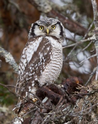 northern hawk owl  sperweruil (NL) haukugle (N)  Surnia ulula