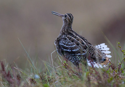 great snipe  poelsnip (NL) doppeltbekkasin (N)  Gallinago media