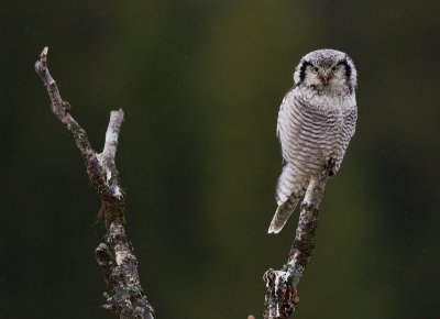 northern hawk owl(Surnia ulula, NL: sperweruil, N: haukugle)