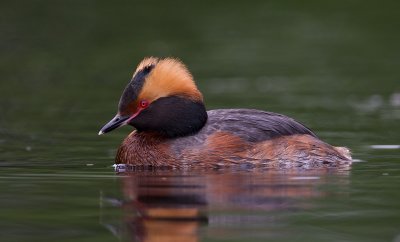 horned grebe  kuifduiker (NL) horndykker (N)  Podiceps auritus