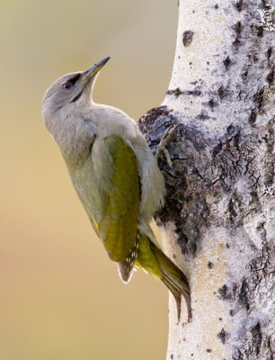 grey-faced woodpecker (f.)  grijskopspecht (NL) gråspett (N)  Picus canus