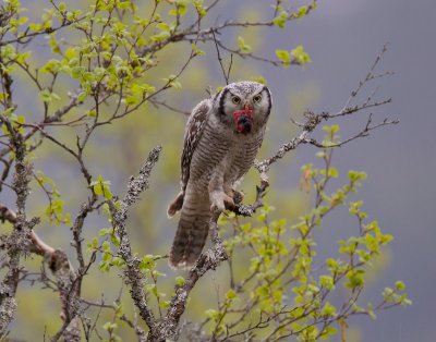northern hawk owl  haukugle (N)  Surnia ulula