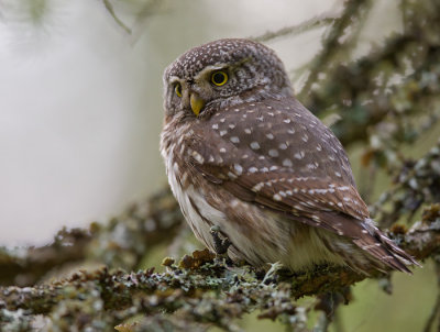 pygmy owl  dwerguil (NL) spurveugle (N)  Glaucidium passerinum
