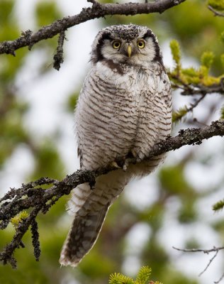 northern hawk owl  sperweruil (NL) haukugle (N)  Surnia ulula