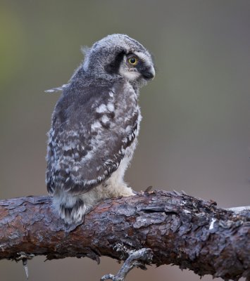 northern hawk owl (juv.)  sperweruil (NL) haukugle (N)  Surnia ulula