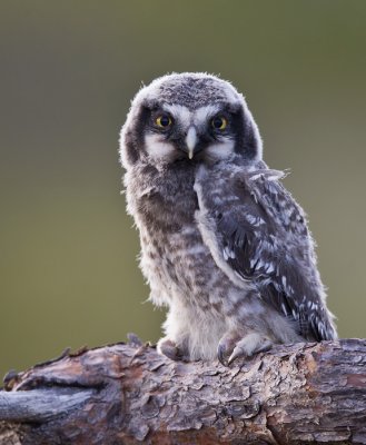 northern hawk owl (juv.)  haukugle (N)  Surnia ulula