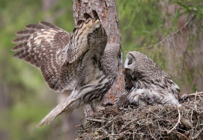 great grey owl  laplanduil (NL) lappugle (N)  Strix nebulosa