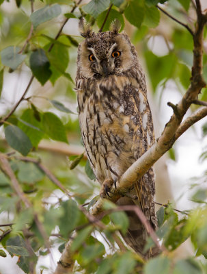 long-eared owl  ransuil  Asio otus