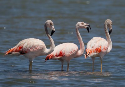 chilean flamingo  flaminco chileno (Esp.)  Phoenicopterus chilensis