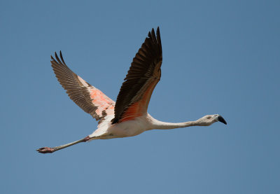 chilean flamingo  flaminco chileno (Esp.)  Phoenicopterus chilensis