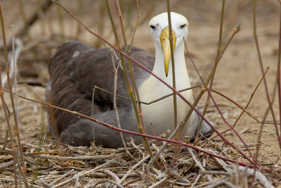 waved albatross  Phoebastria irrorata