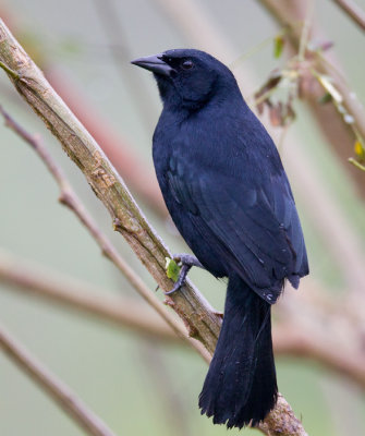 scrub blackbird  negro fino  Dives warczewiczi