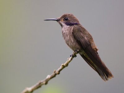 brown violetear  colibr pardo  Colibri delphinae