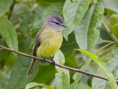sooty-headed tyrannulet  mosquerito cabecigrs  Phyllomyias griseiceps