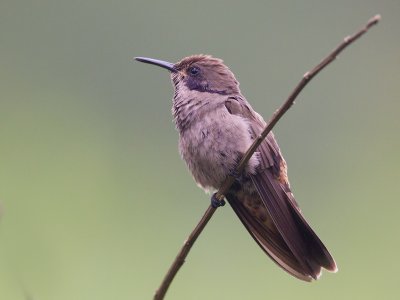 brown violetear  colibr pardo  Colibri delphinae