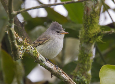 southern beardless-tyrannulet <br> mosquerito silbn <br> Camptostoma obsoletum