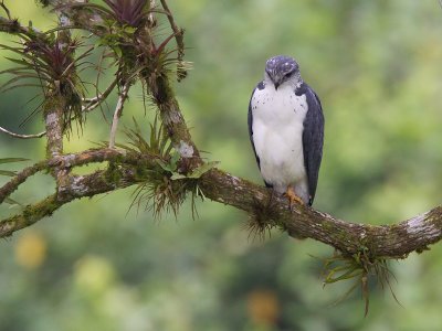 gray-backed hawk  busardo dorsigrs  Leucopternis occidentalis