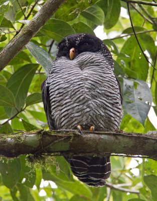 black-and-white owl  Crabo Blanquinegro  Strix nigrolineata