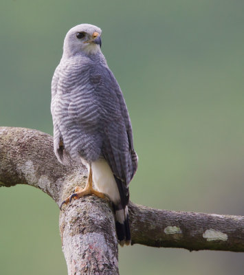 grey hawk  aguilucho gris  Buteo nitidus