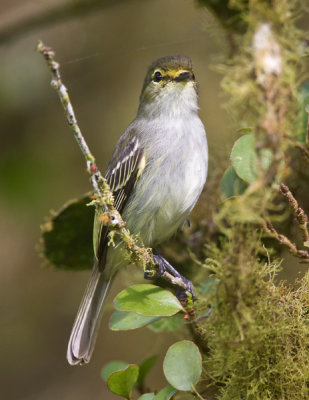 loja tyrannulet  Zimmerius flavidifrons