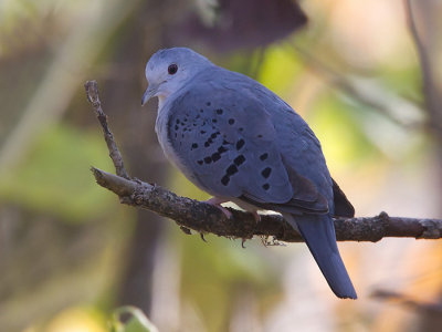 blue ground-dove <br> tortolita azulada <br> Claravis pretiosa