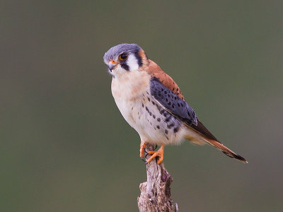 american kestrel  Falco sparverius