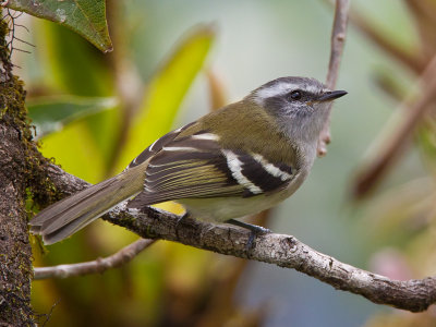 white-banded tyrannulet  Mecocerculus stictopterus